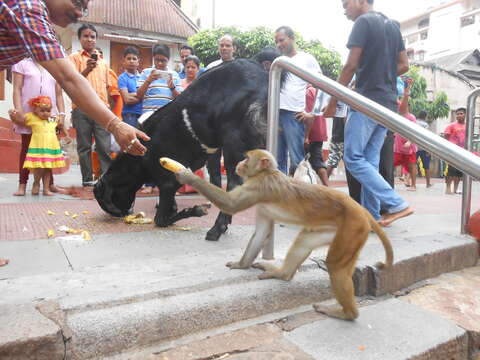 Image of Rhesus Monkey