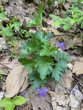 Слика од Viola subsinuata (Greene) Greene