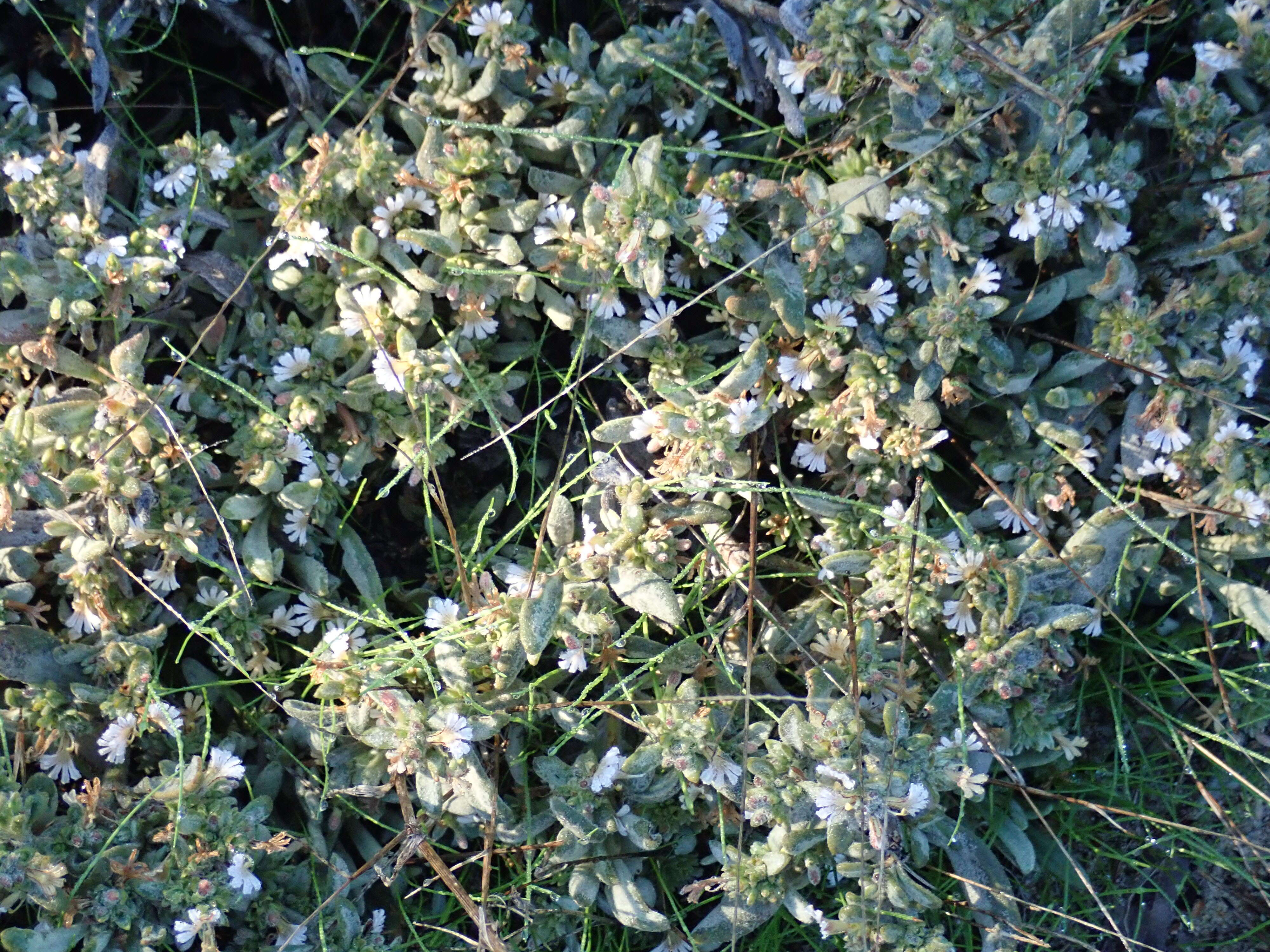 Imagem de Scaevola canescens Benth.