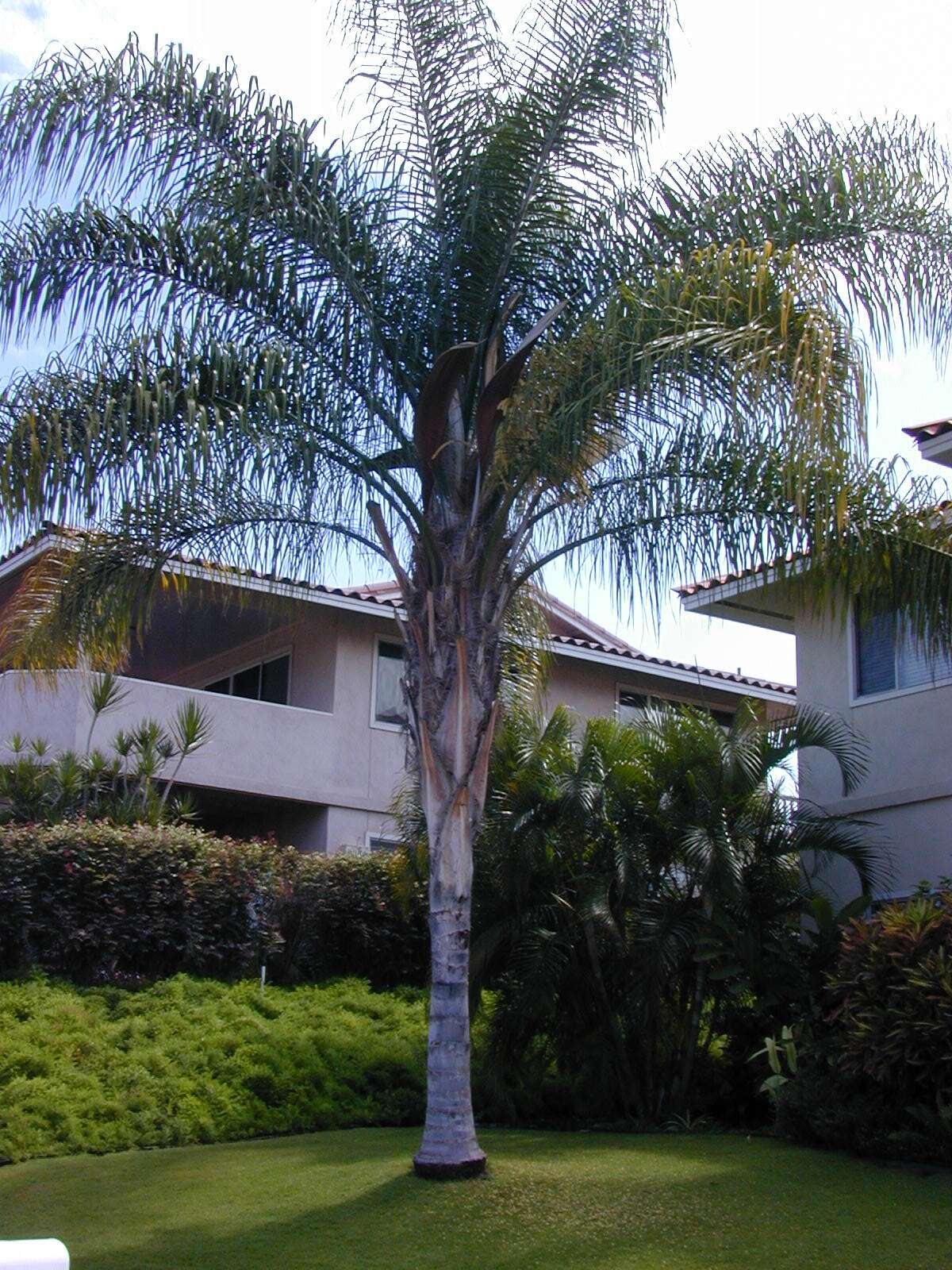 Image of queen palm