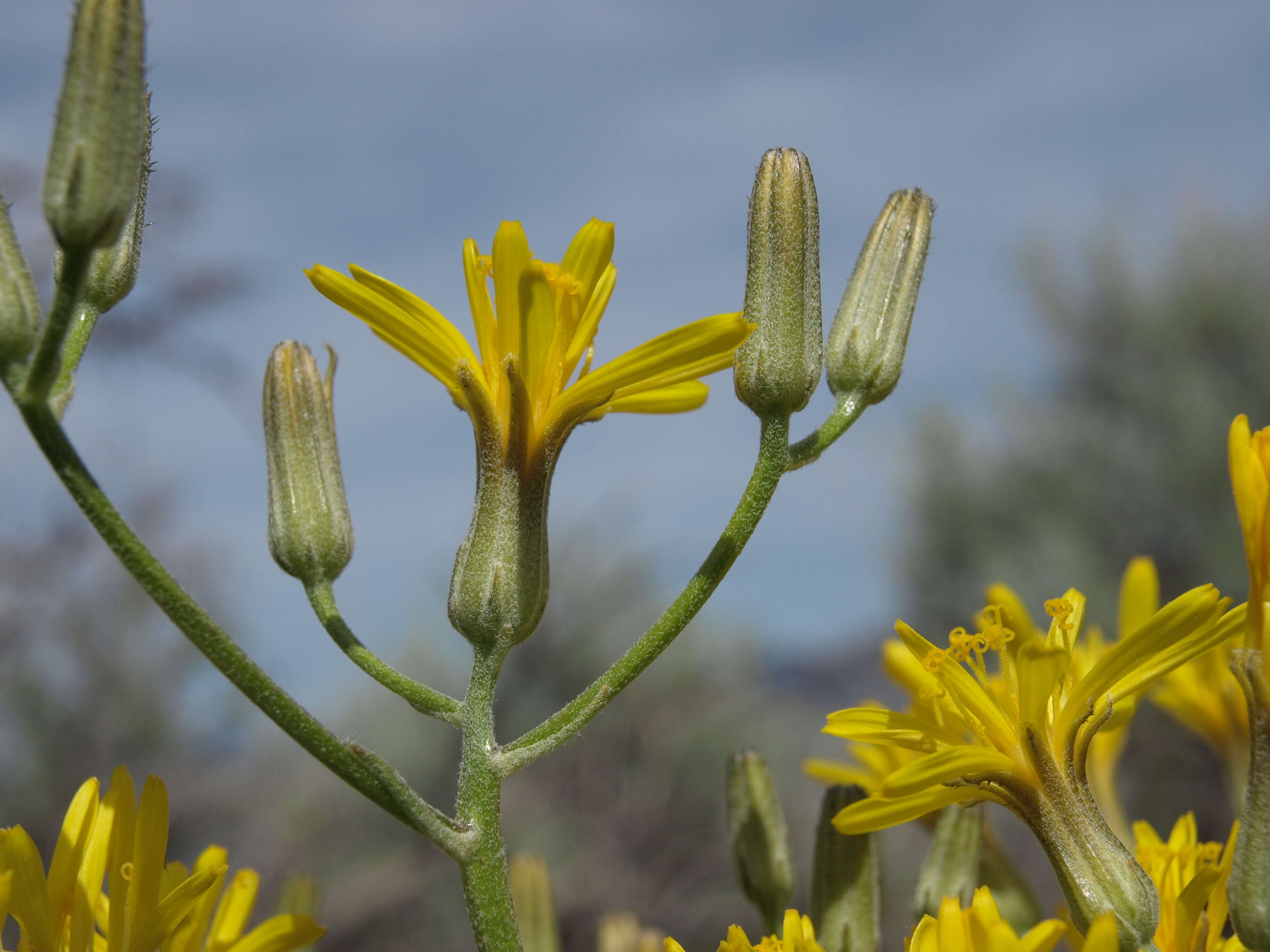 Image of limestone hawksbeard