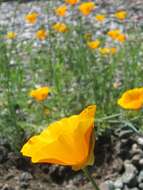 Image of California poppy