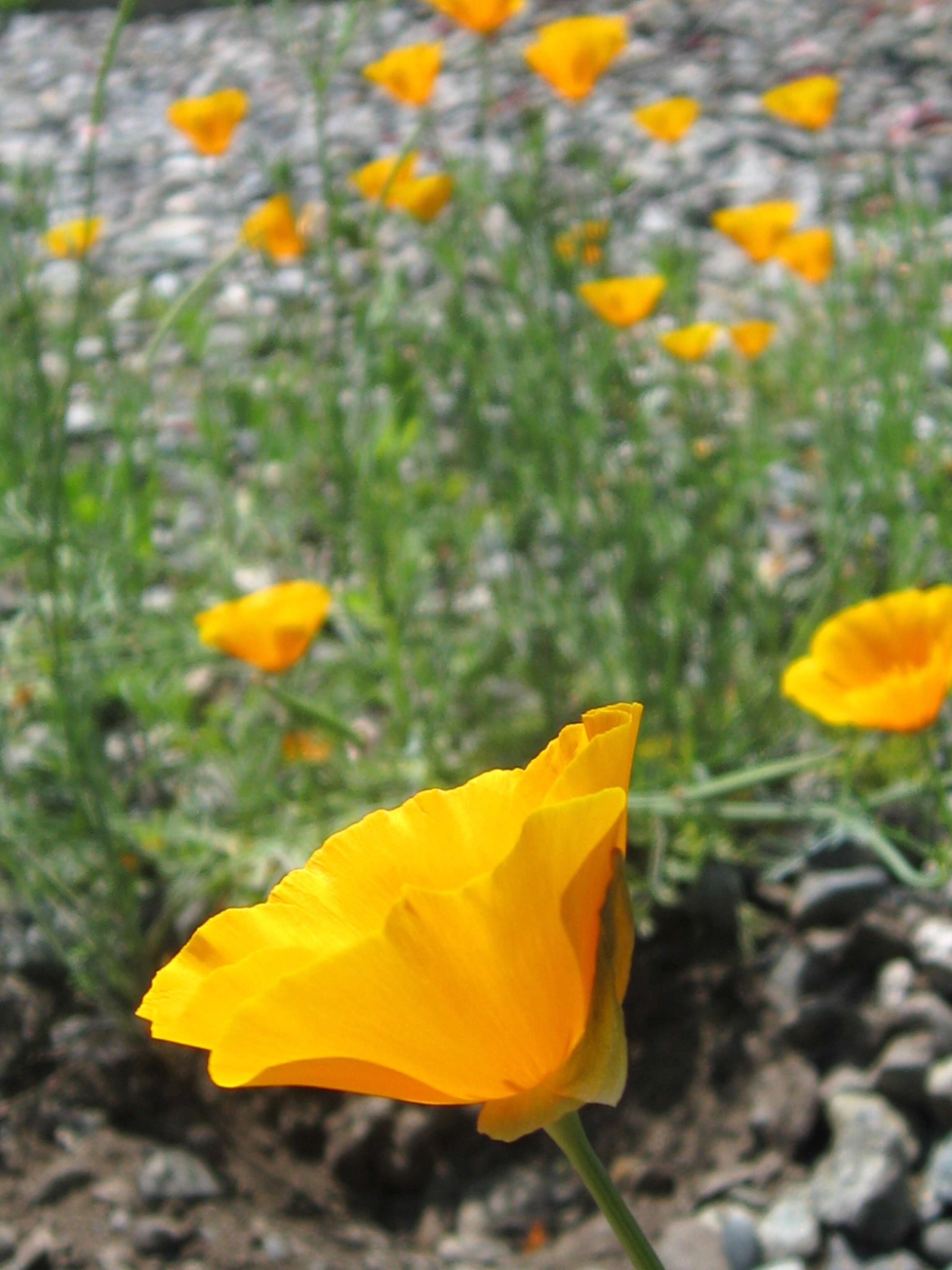 Image of California poppy