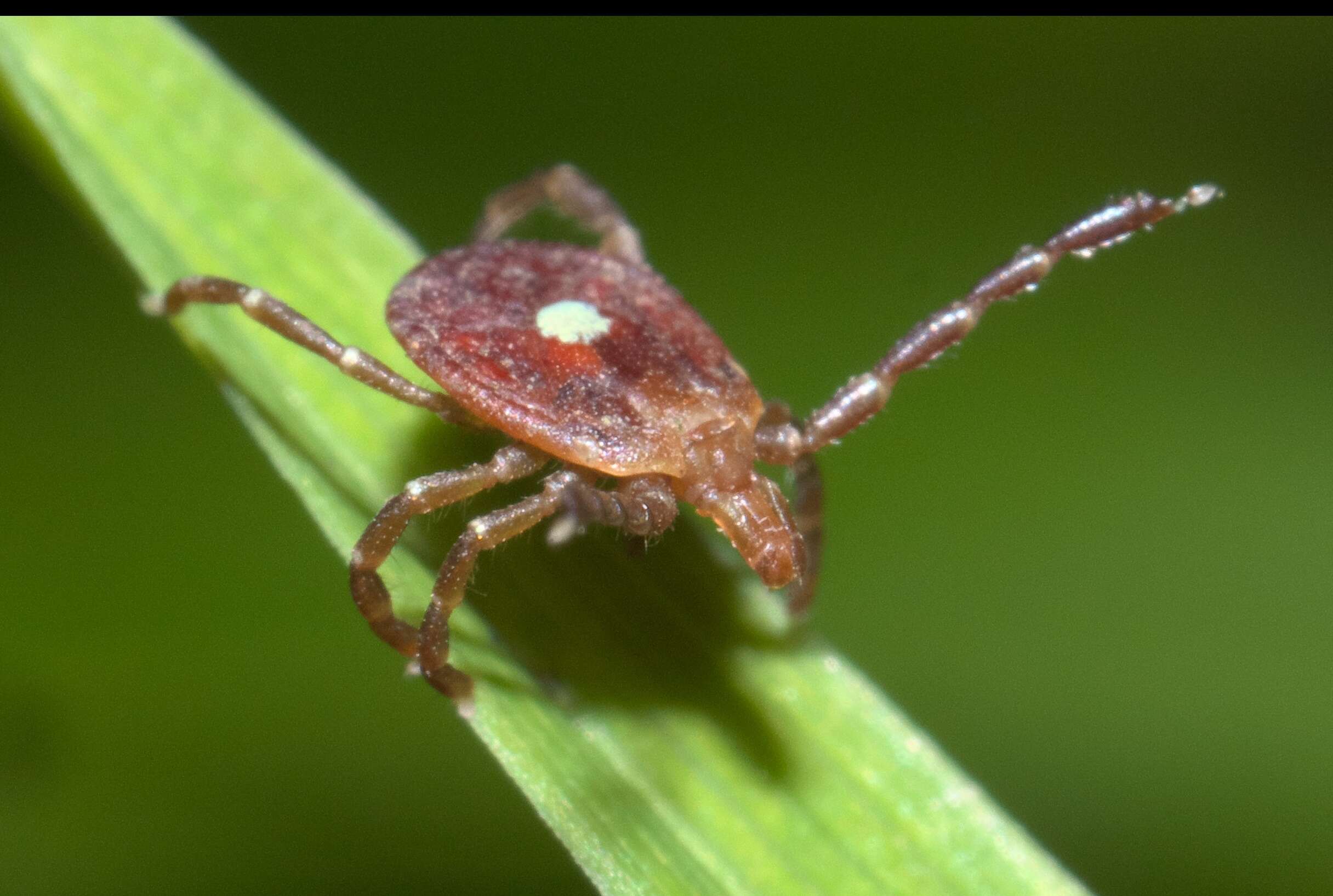 Image of Lone Star Tick