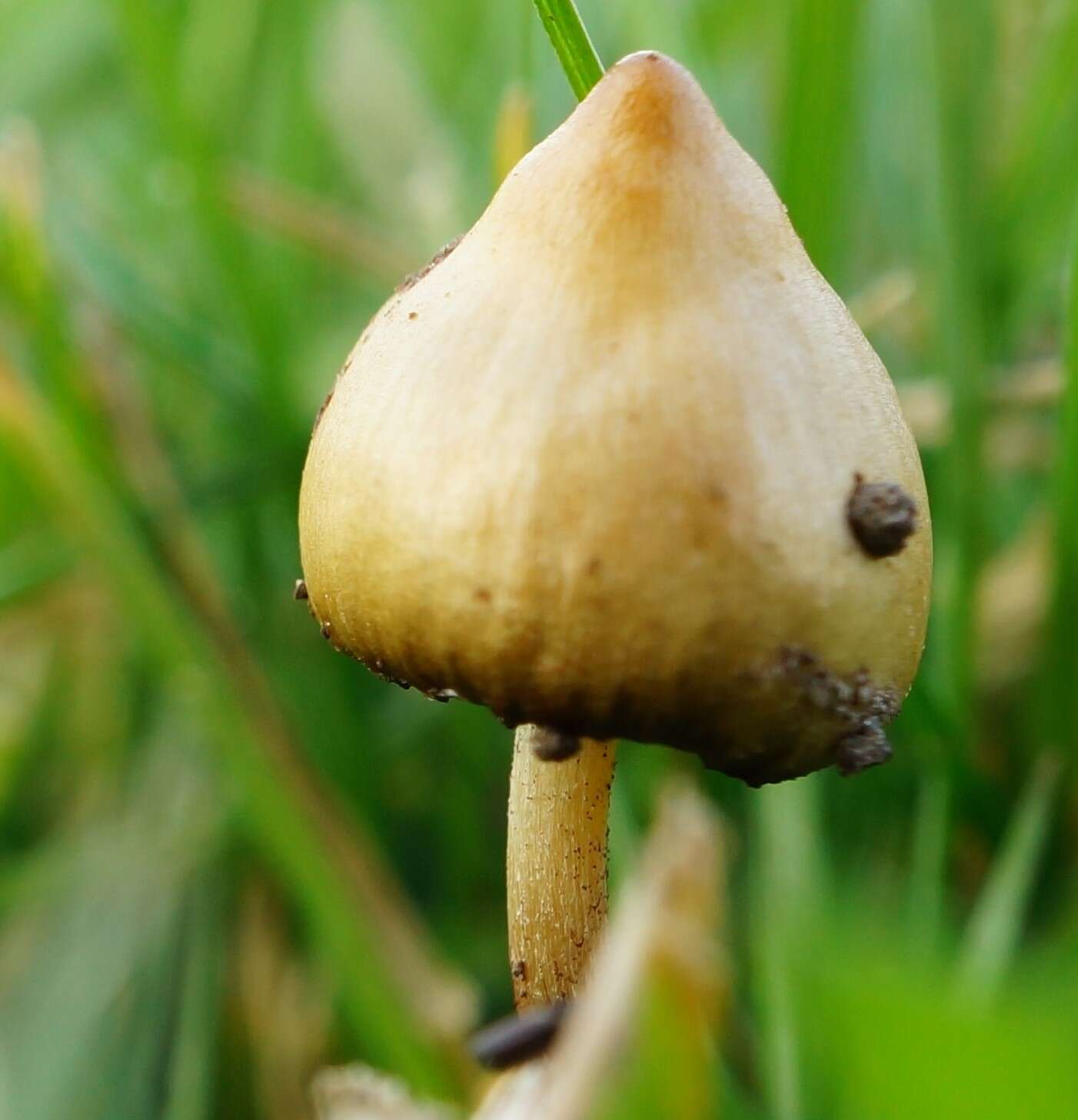 Plancia ëd Psilocybe semilanceata (Fr.) P. Kumm. 1871