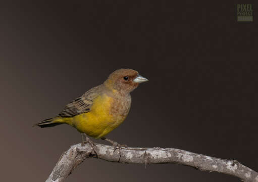 Image of Brown-headed Bunting