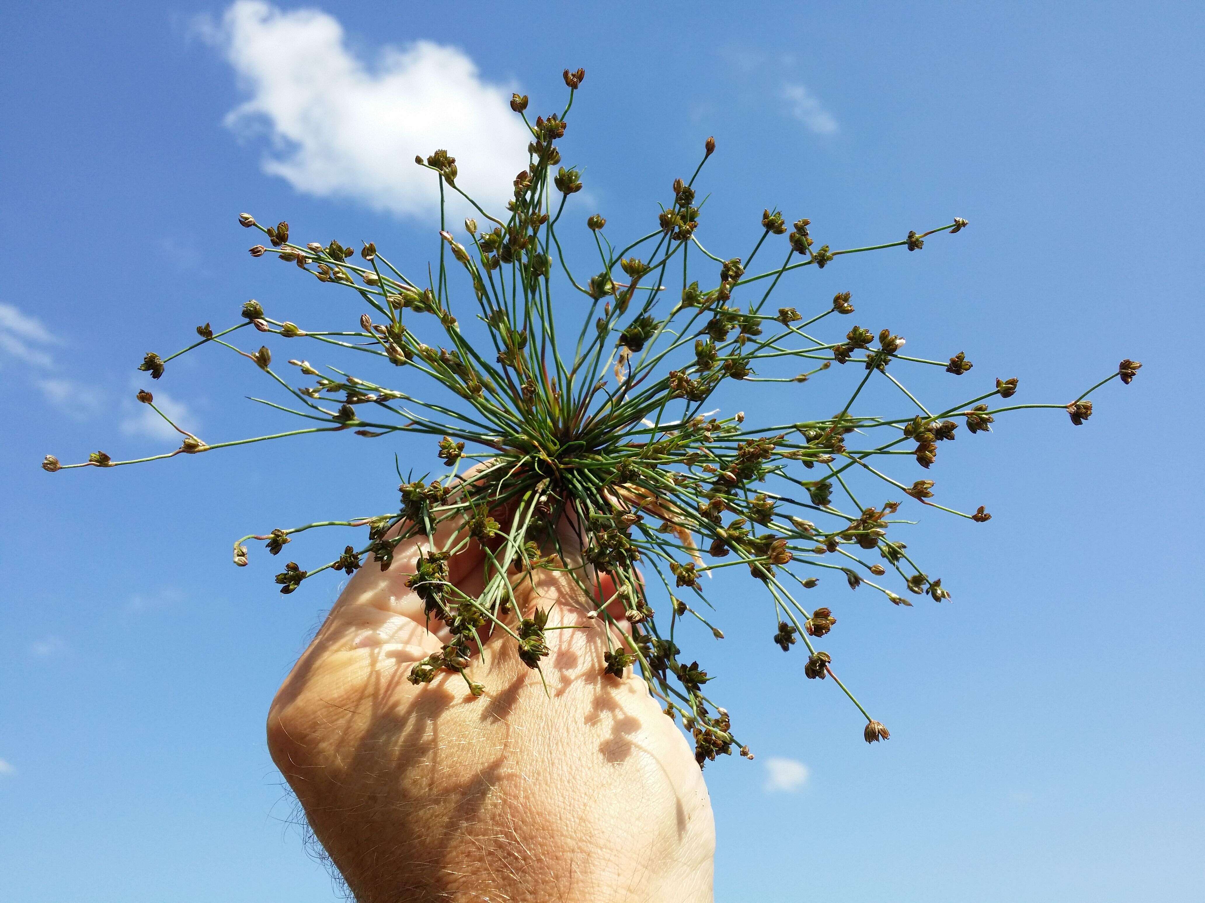 Juncus bulbosus L.的圖片