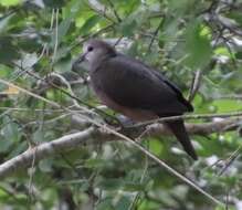 Image of Lemon Dove