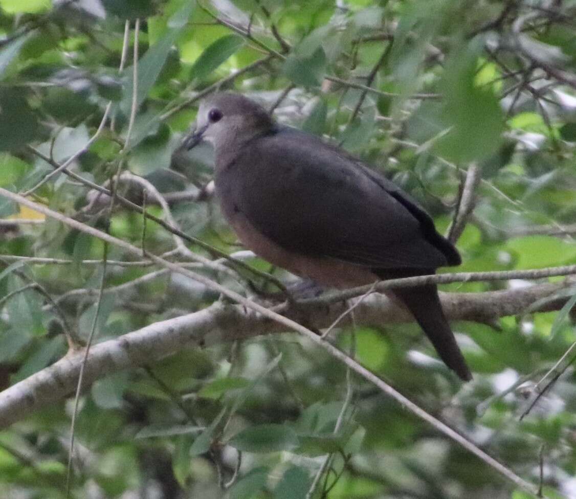 Imagem de Columba larvata Temminck 1809