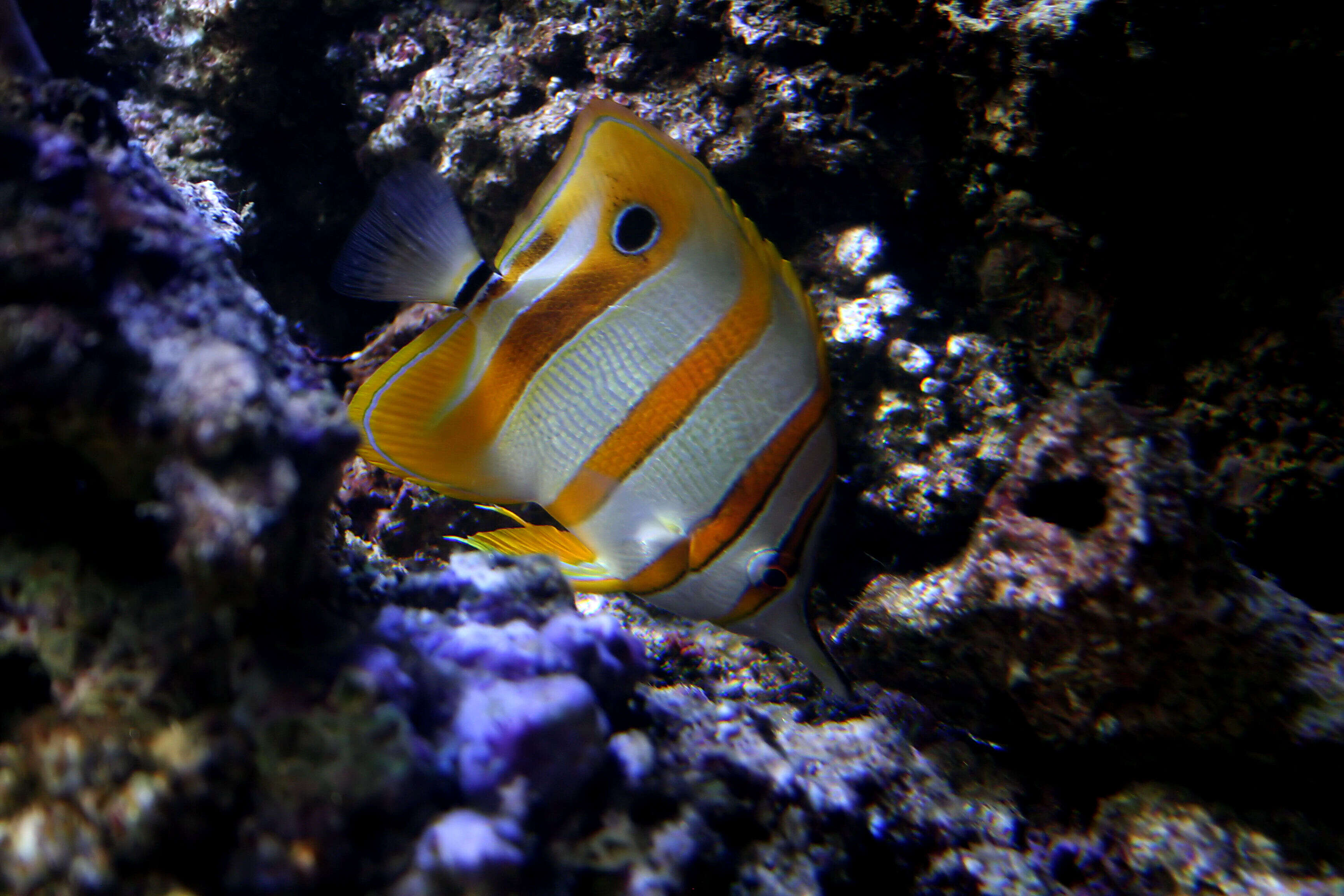 Image of Banded Longsnout Butterflyfish