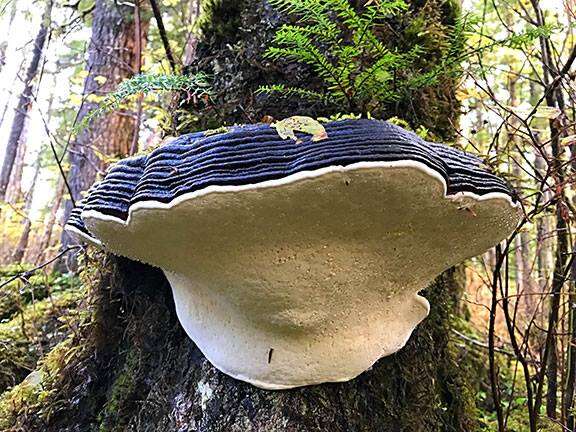 Image of Fomitopsis ochracea Ryvarden & Stokland 2008