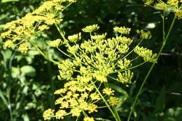 Image of wild parsnip