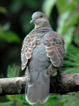 Image of Oriental Turtle Dove