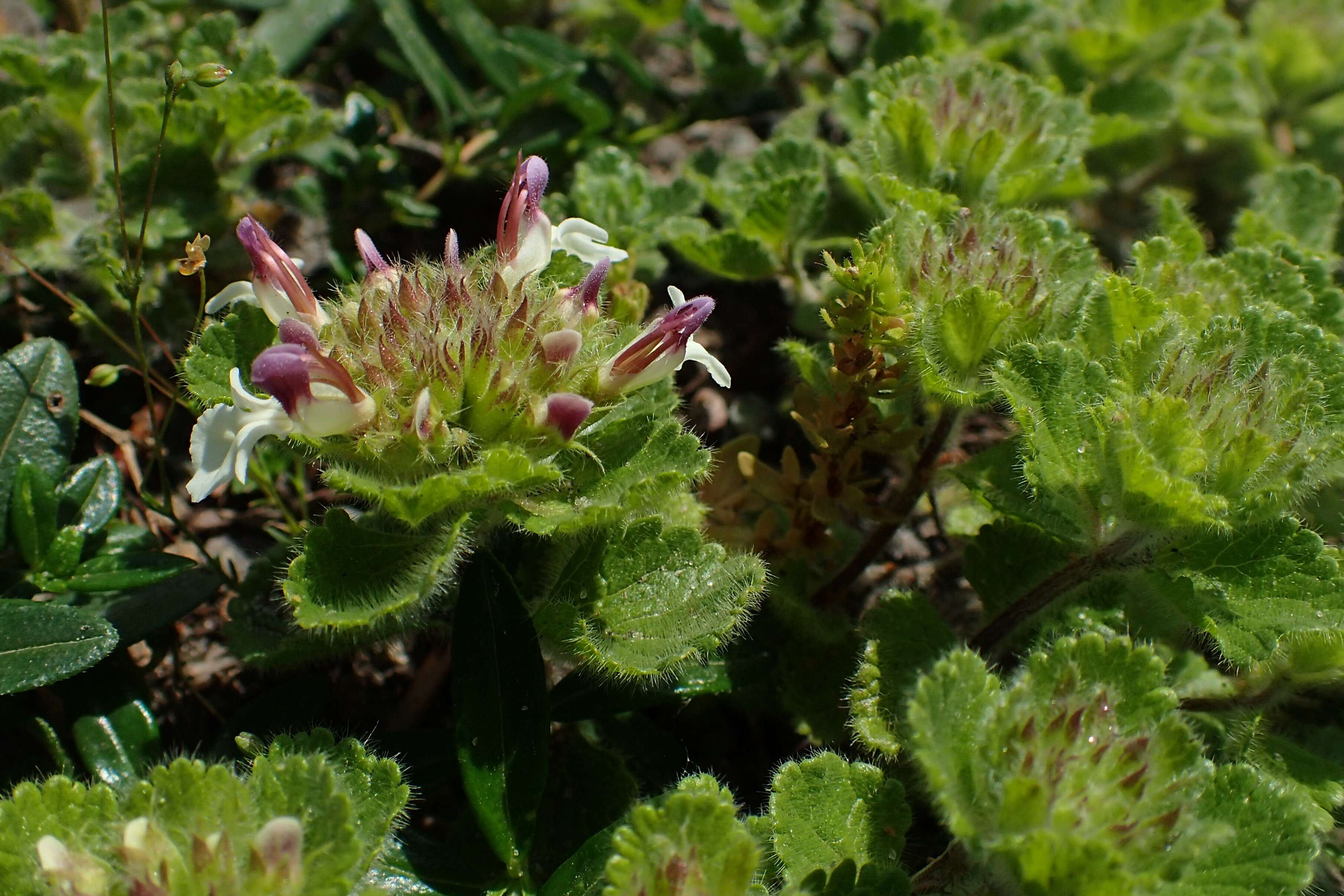 Слика од Teucrium pyrenaicum L.