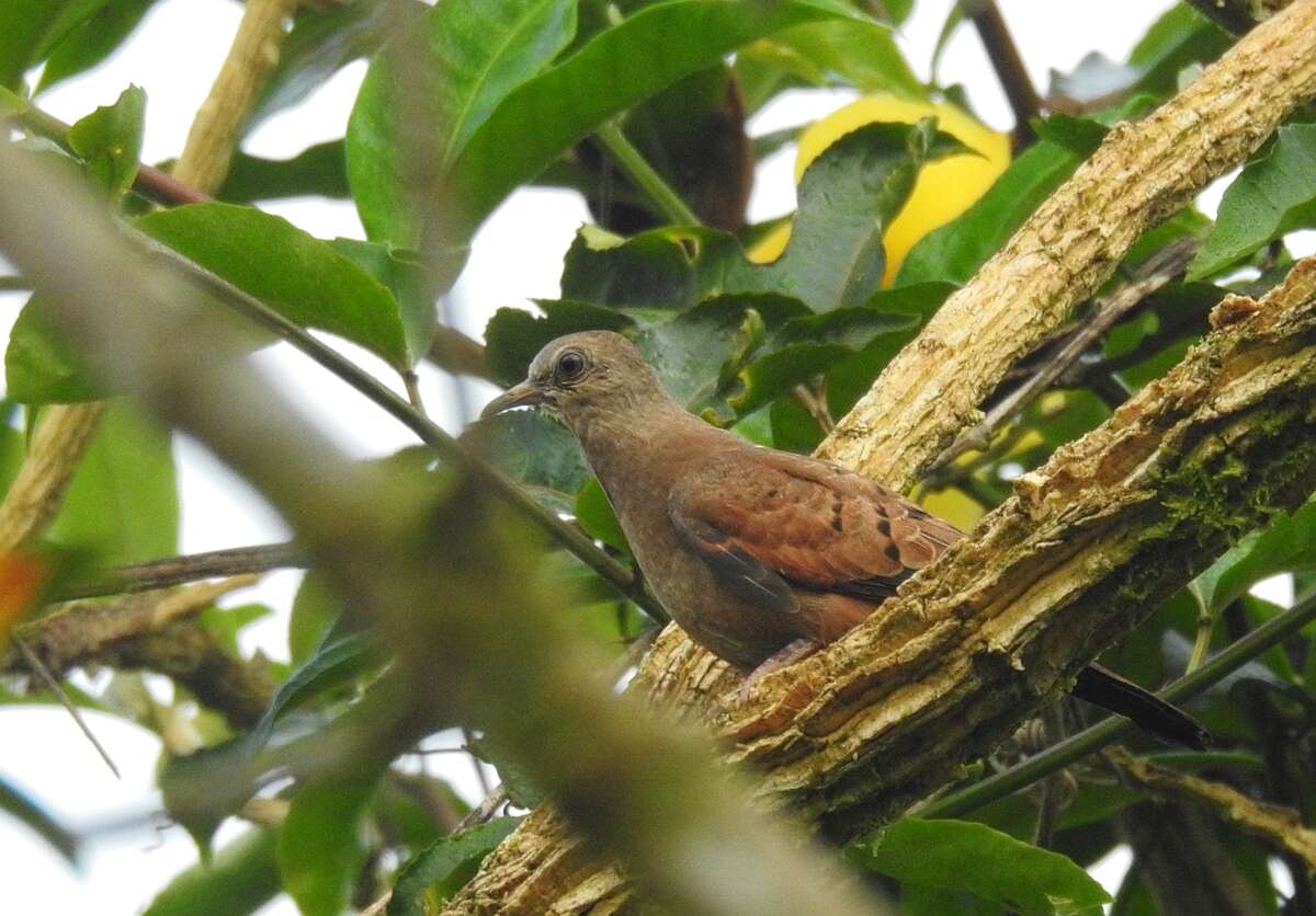 Image of Ruddy Ground Dove