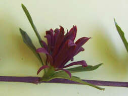 Image de Calycanthus floridus L.