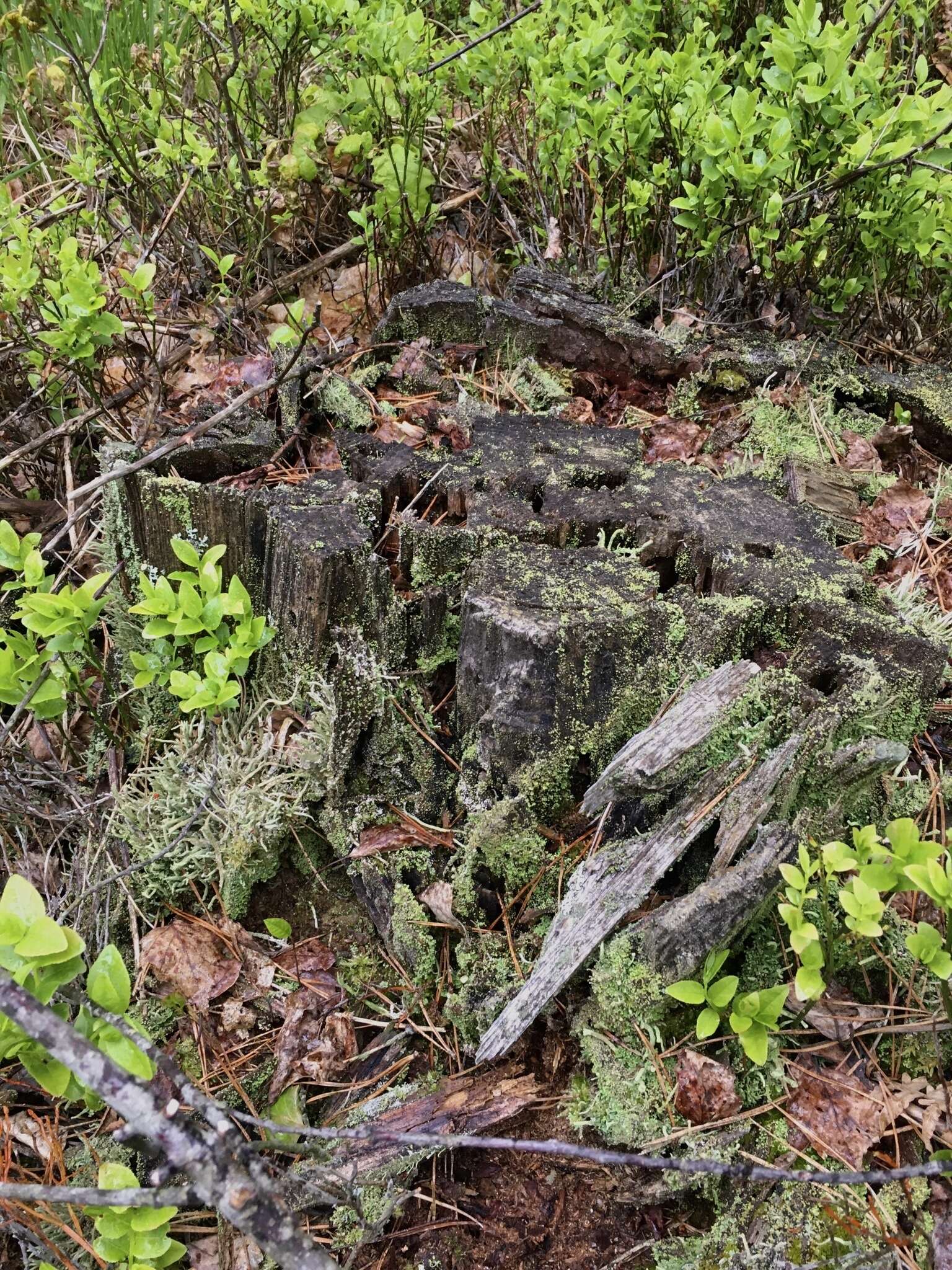 Image of Cladonia macilenta