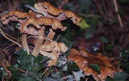 Image of Honey Fungus