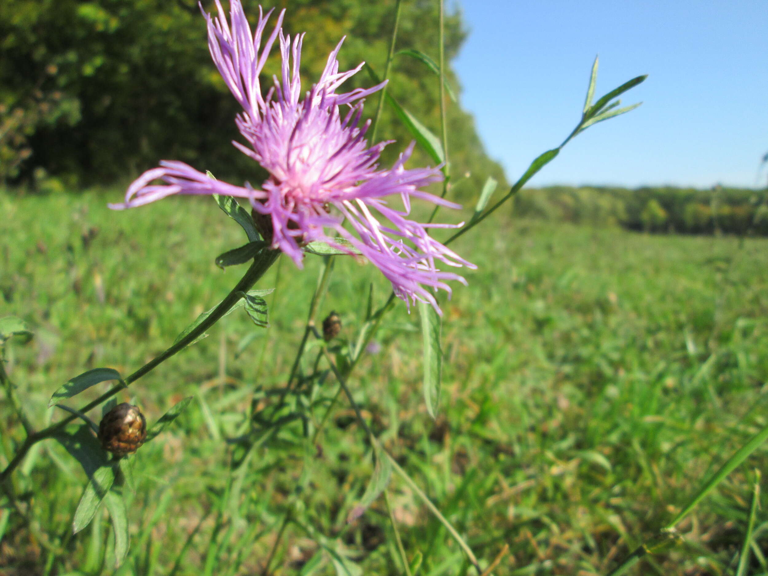 Image of brown knapweed