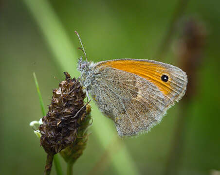 Image of small heath