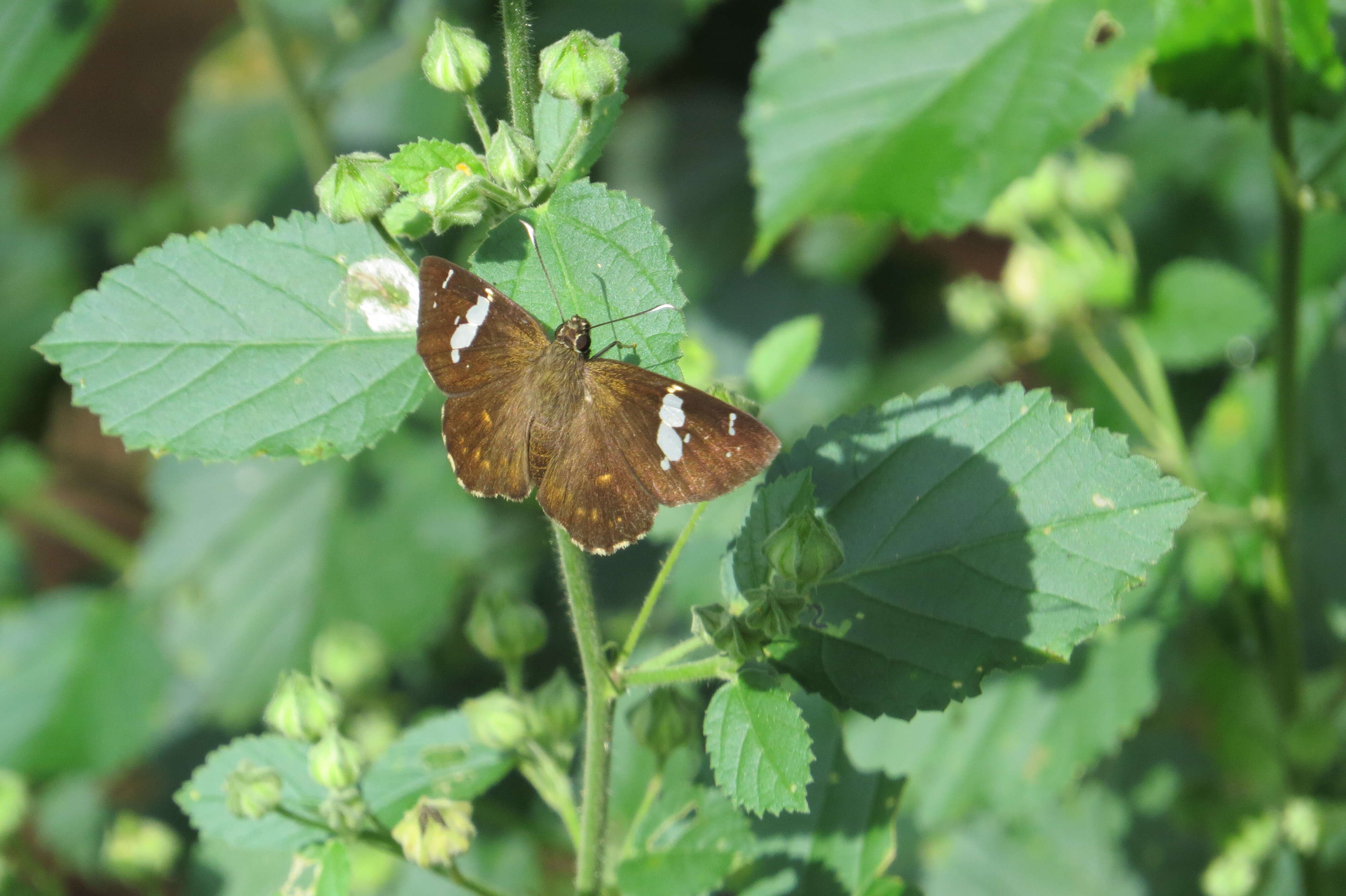 Celaenorrhinus leucocera Kollar 1848 resmi