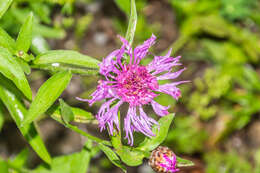 Image of brown knapweed