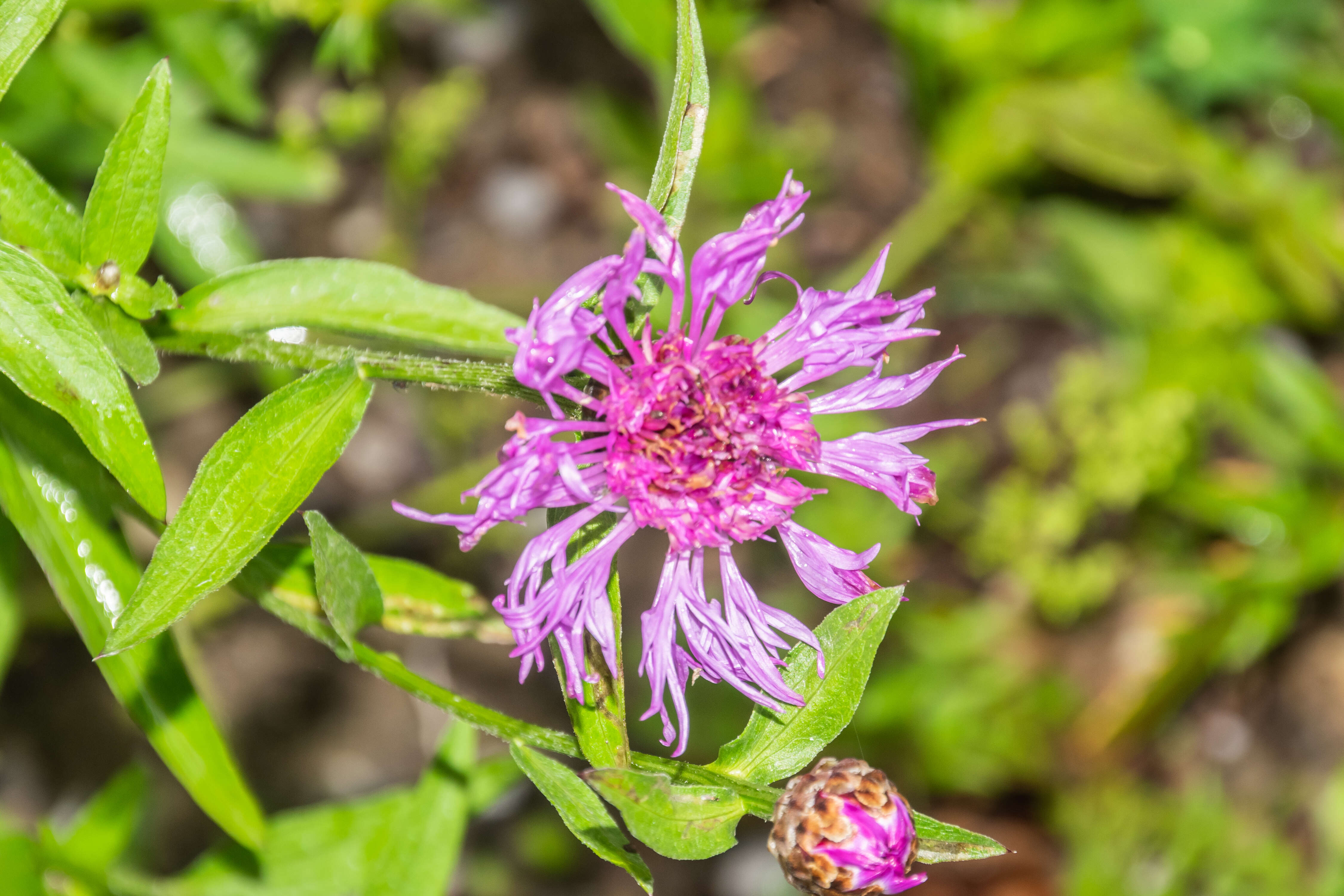 Image of brown knapweed