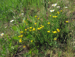 Image of Common Bird's-foot-trefoil