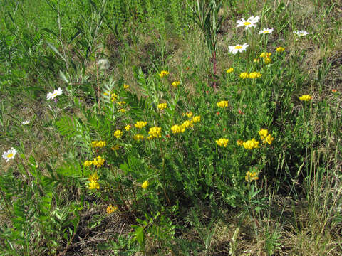 Imagem de Lotus corniculatus L.