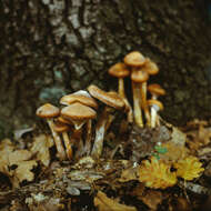 Image of Honey Fungus