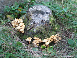 Kuehneromyces mutabilis (Schaeff.) Singer & A. H. Sm. 1946 resmi