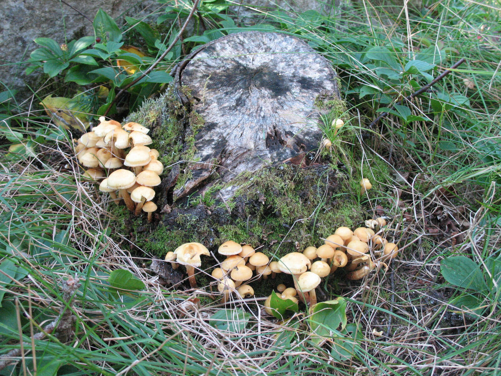 Kuehneromyces mutabilis (Schaeff.) Singer & A. H. Sm. 1946 resmi