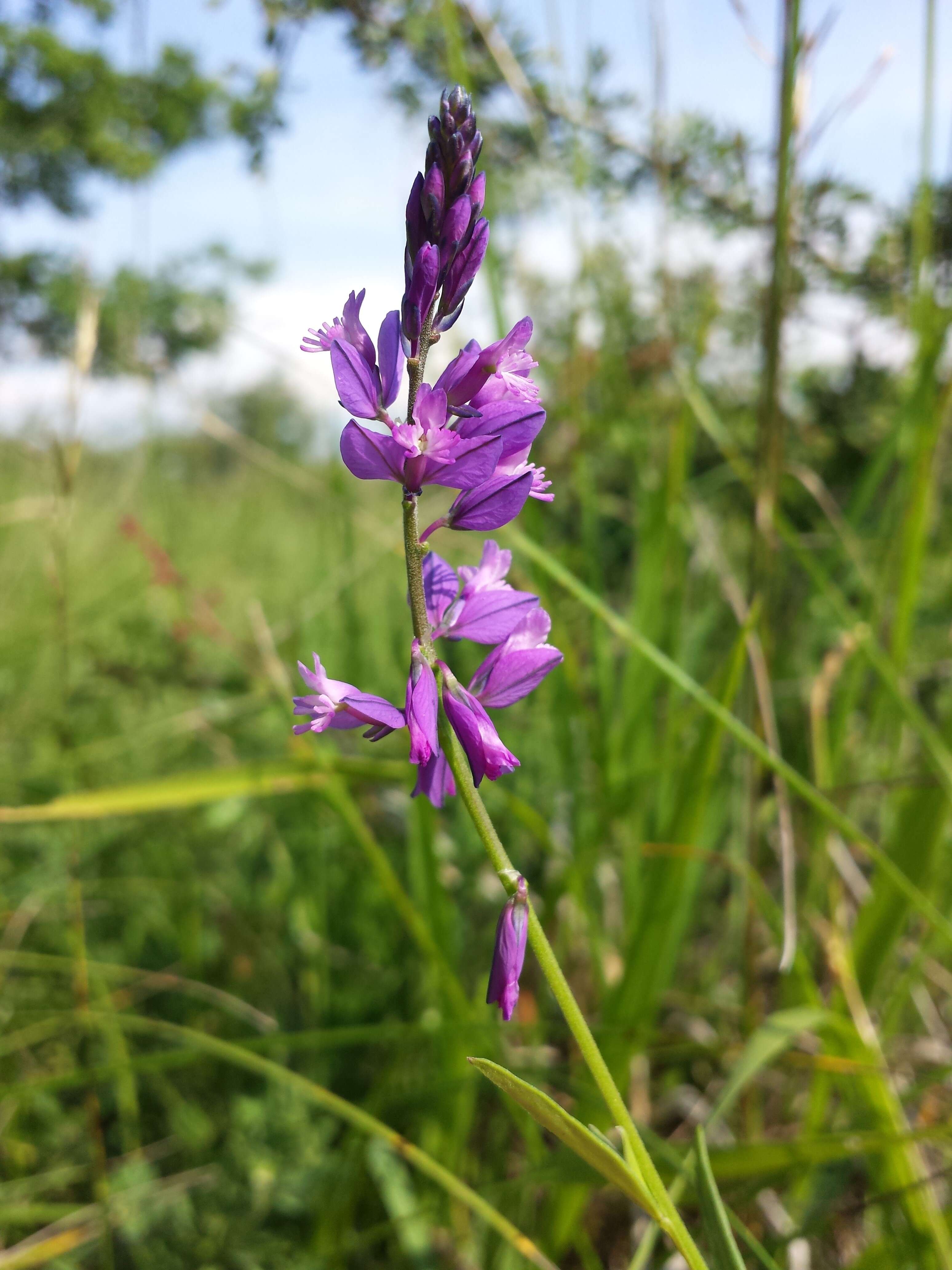 Image of tufted milkwort