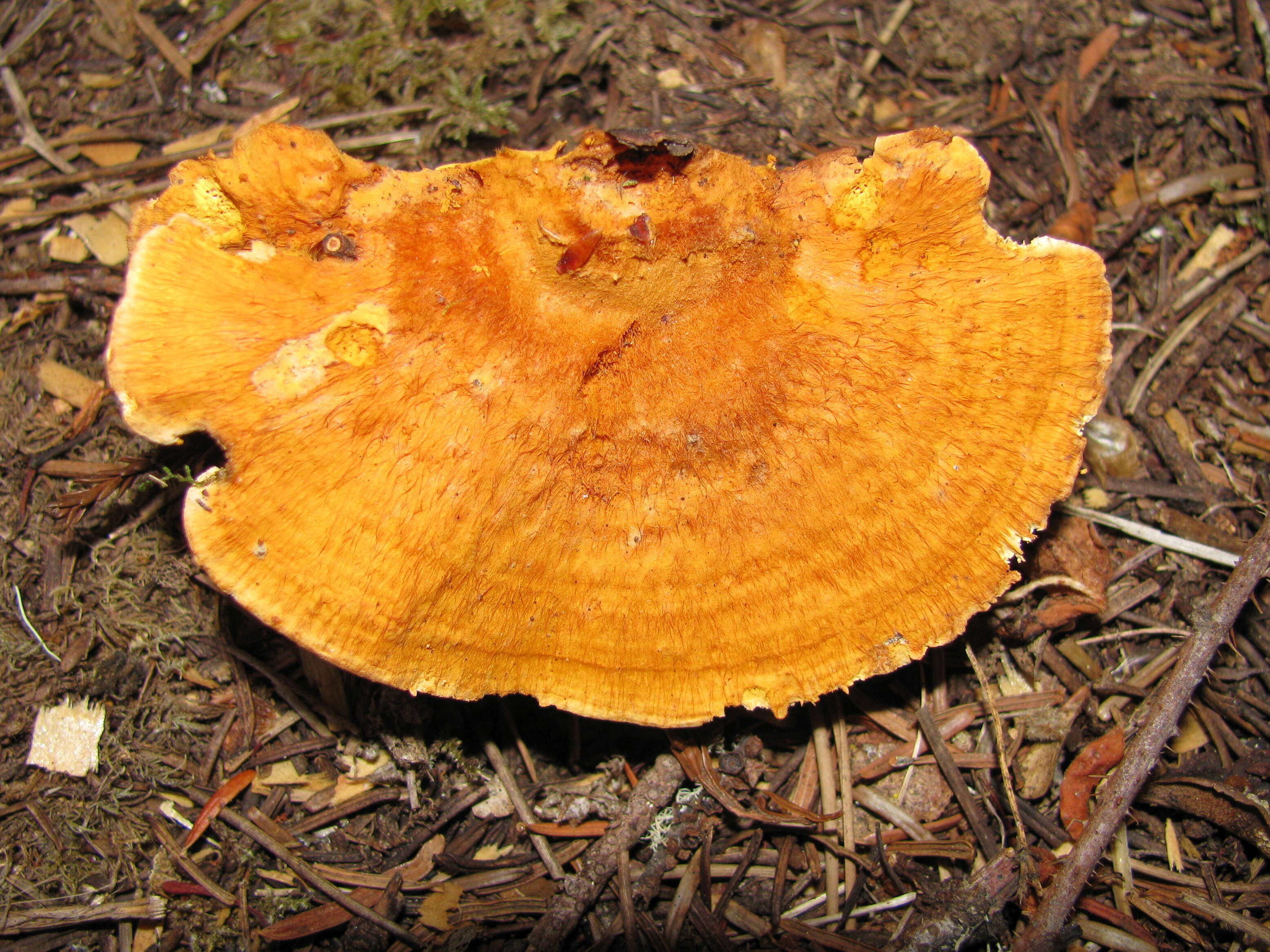 Image of Pycnoporellus fulgens (Fr.) Donk 1971