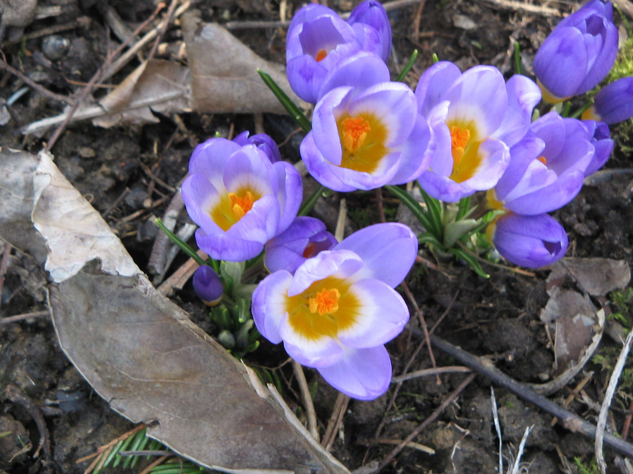 Image of Sieber's crocus