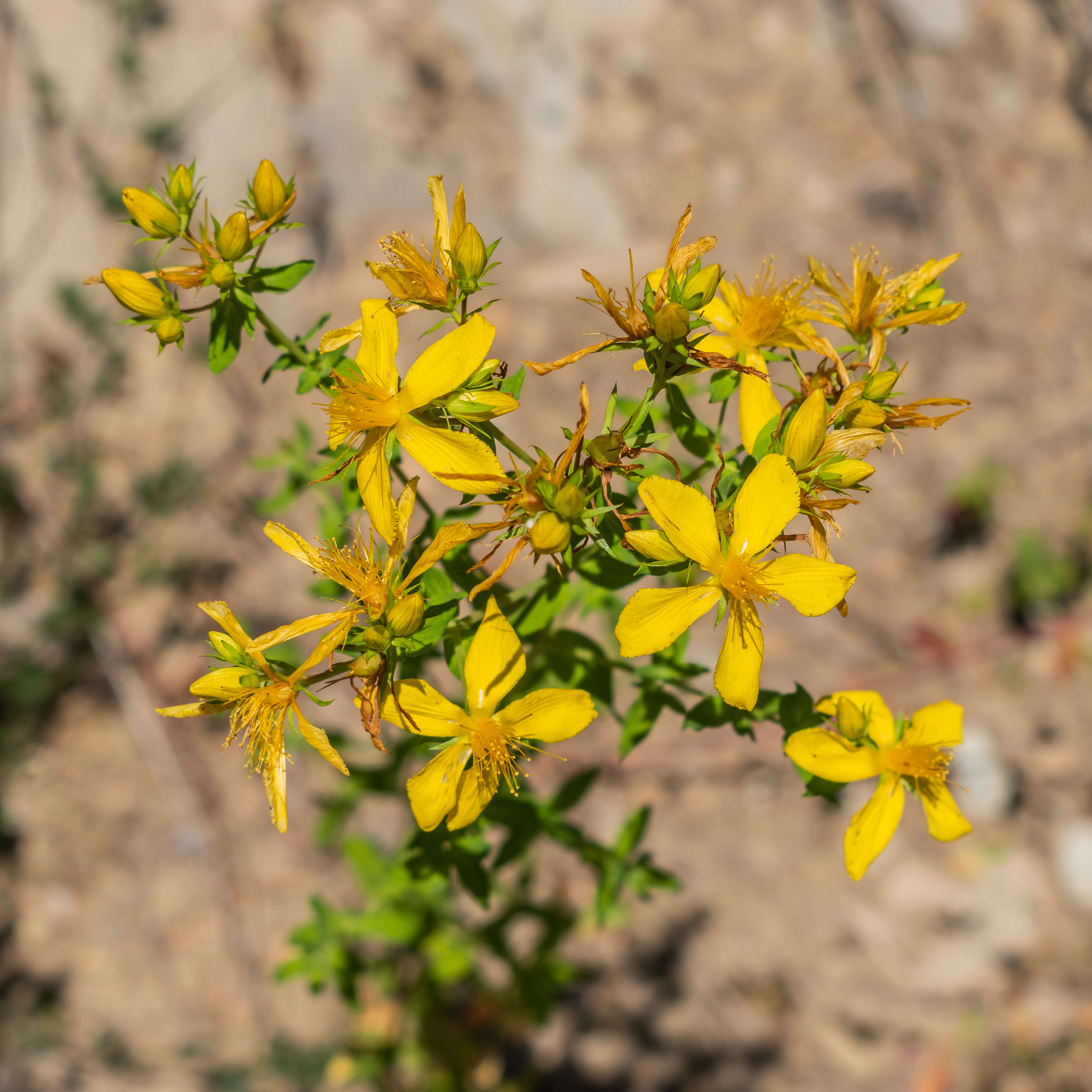 Image of spotted St. Johnswort