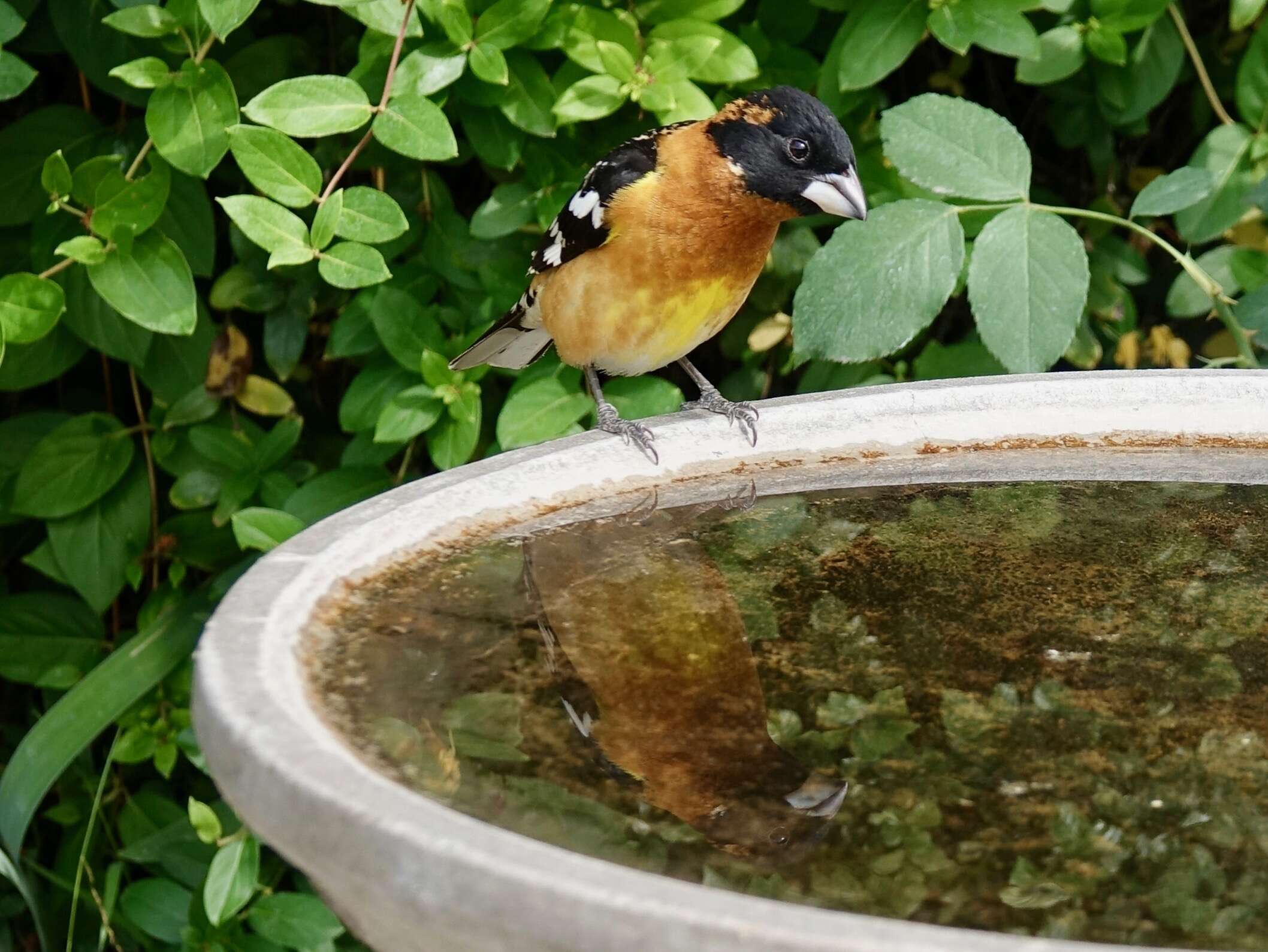 Image of Black-headed Grosbeak