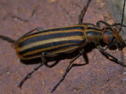 Image of Striped Blister Beetle