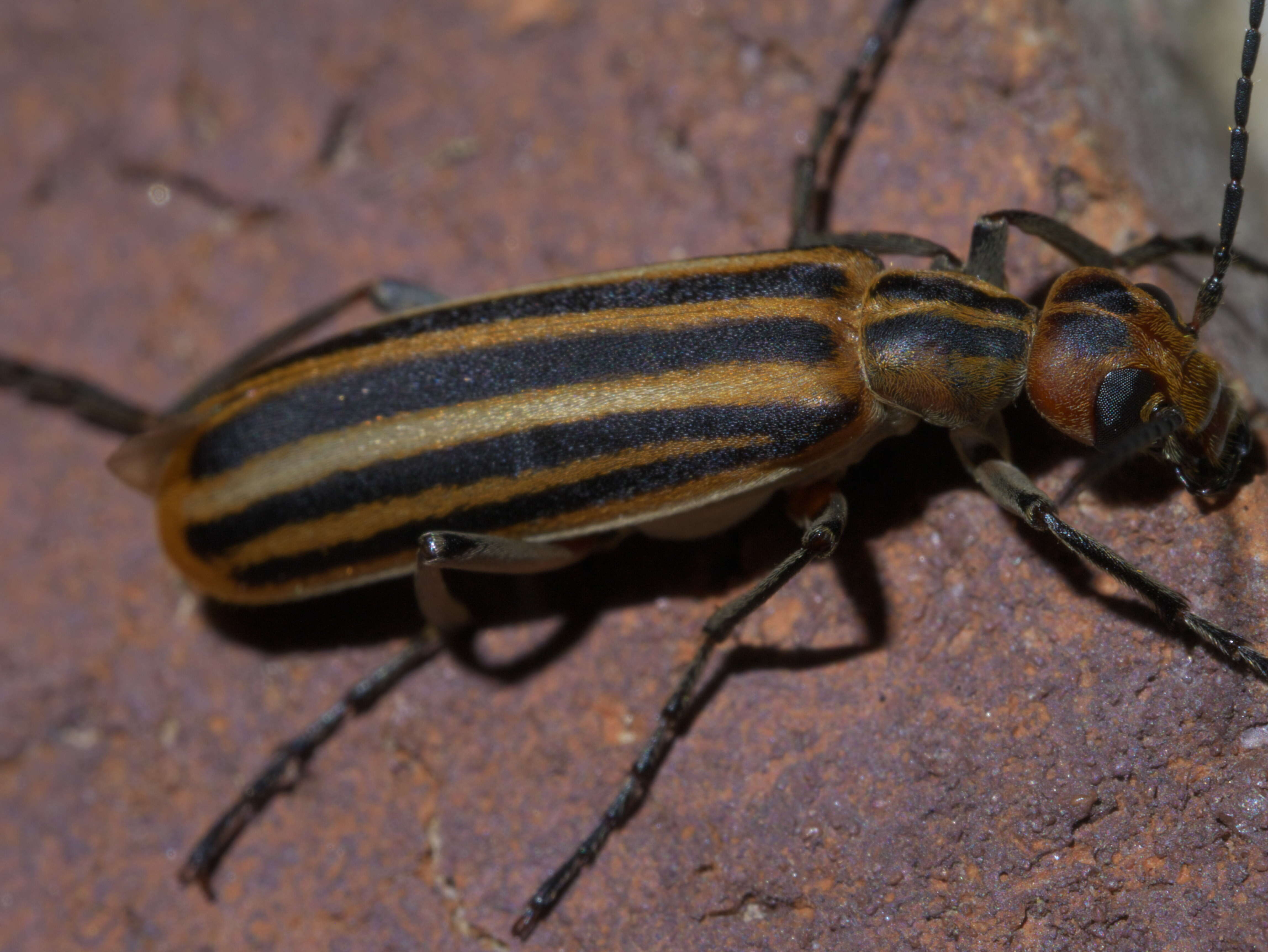 Image of Striped Blister Beetle