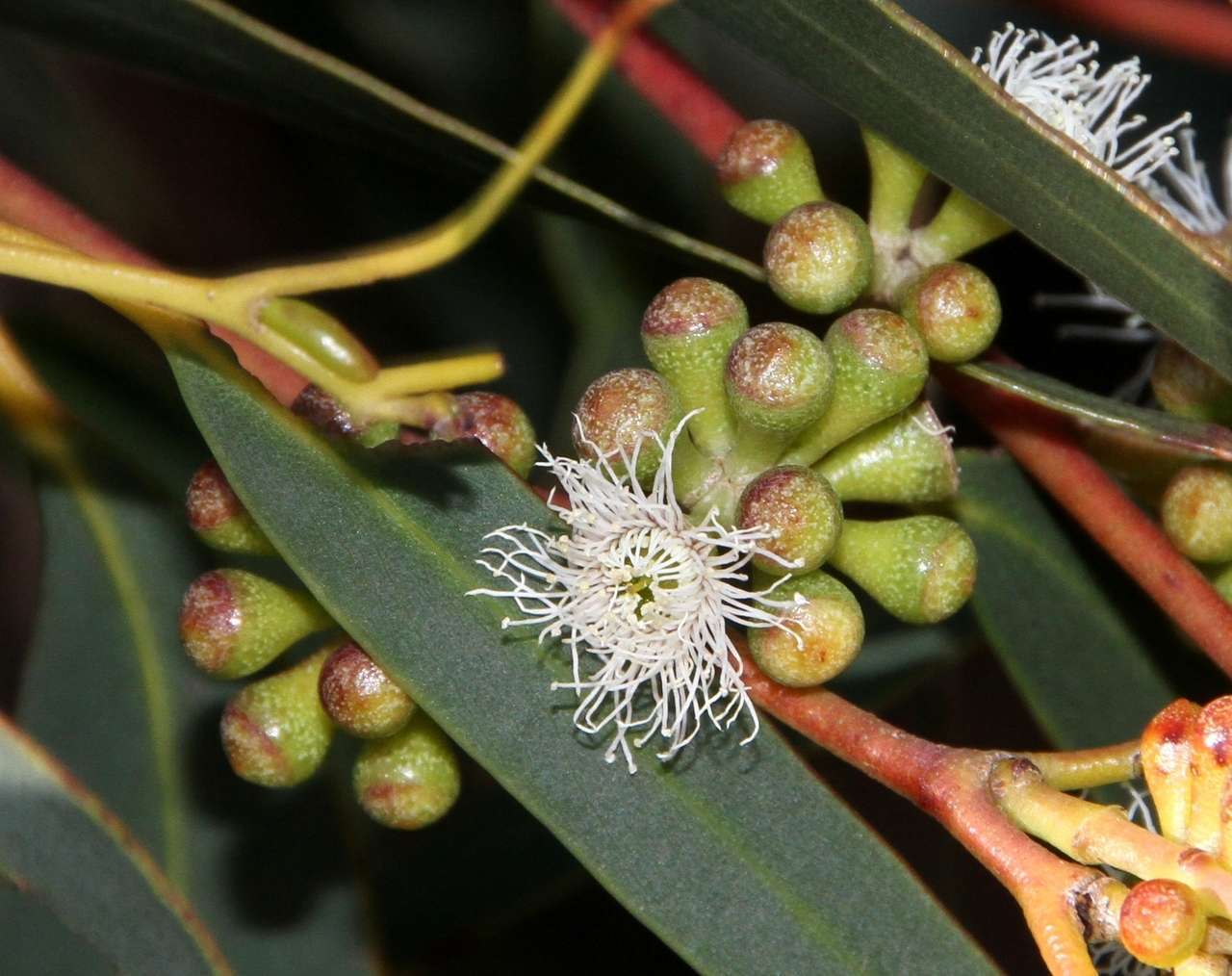 Image of Eucalyptus willisii P. Y. Ladiges, C. J. Humphries & M. I. H. Brooker