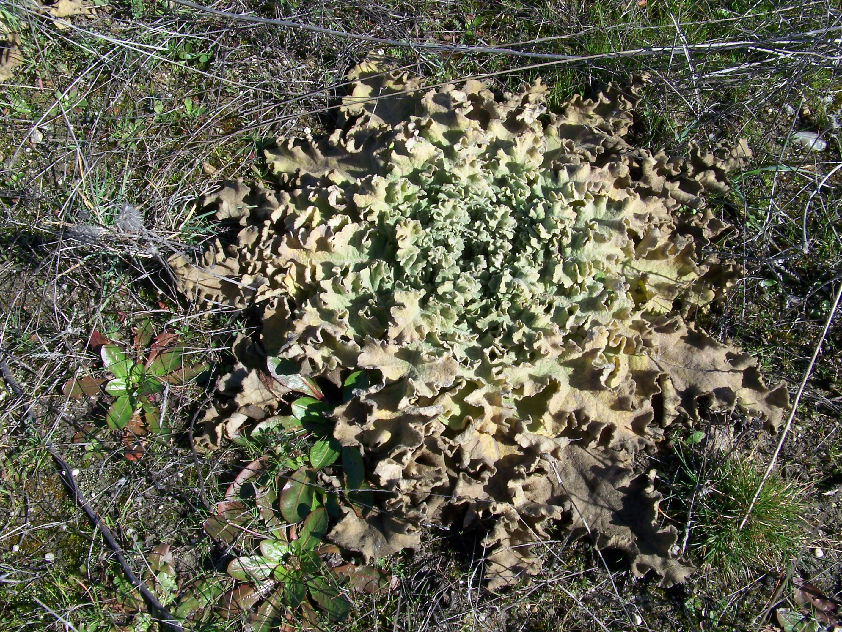 Image of wavyleaf mullein