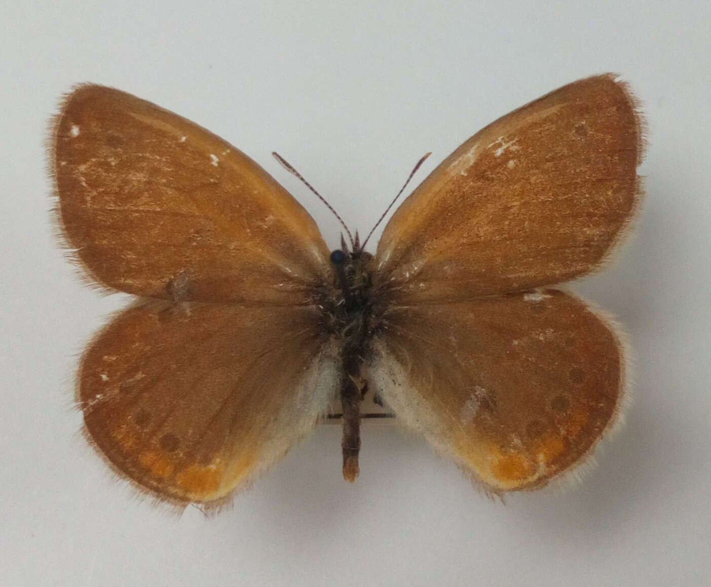 Image of Coenonympha leander Esper 1784