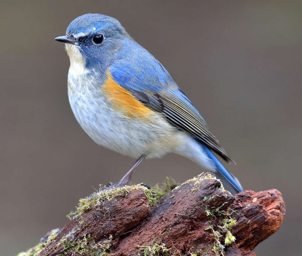 Image of Orange-flanked Bush-Robin