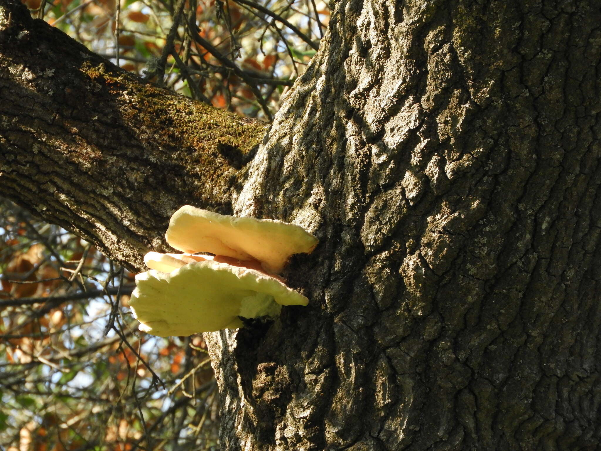 Image of Laetiporus gilbertsonii Burds. 2001