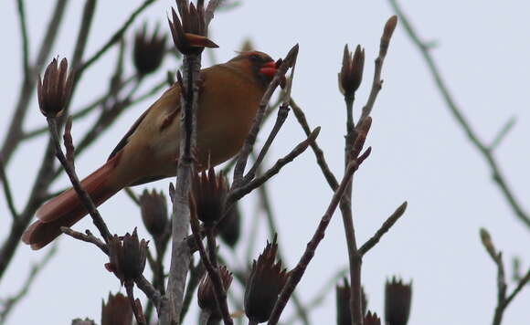 Image of Cardinalis Bonaparte 1838