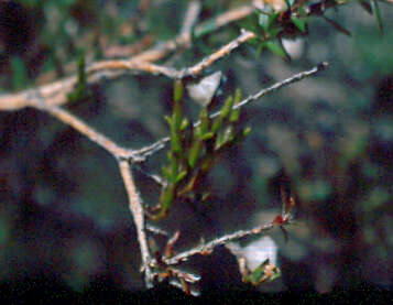 Image of Mistletoes