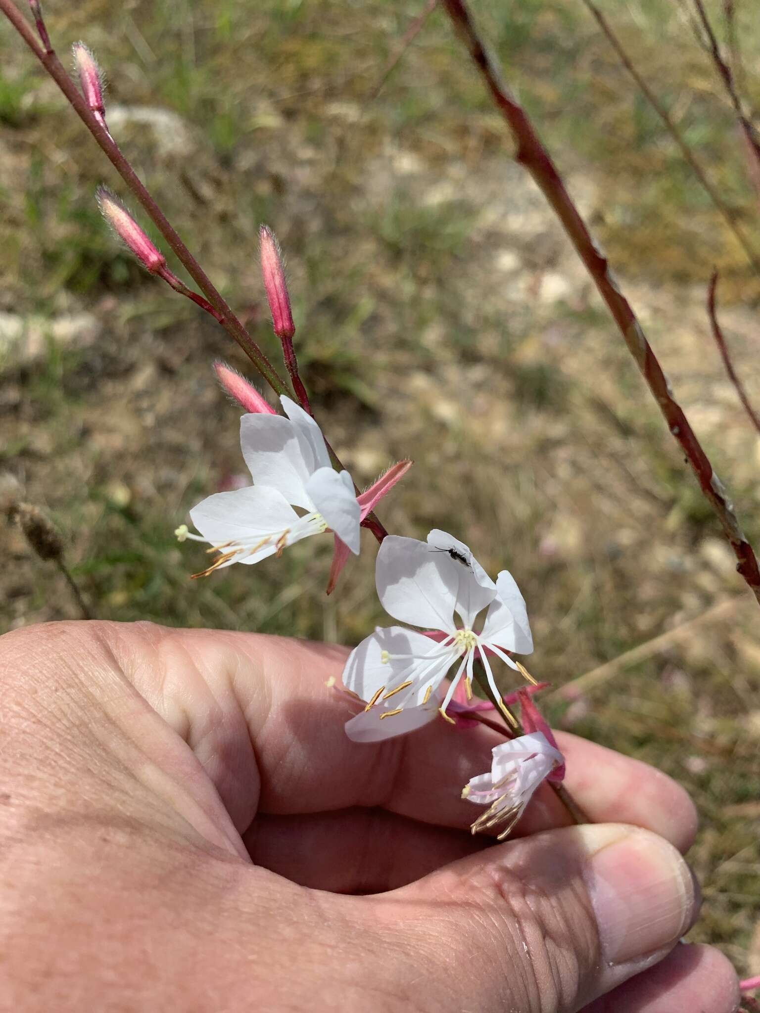 Image of Lindheimer's beeblossom