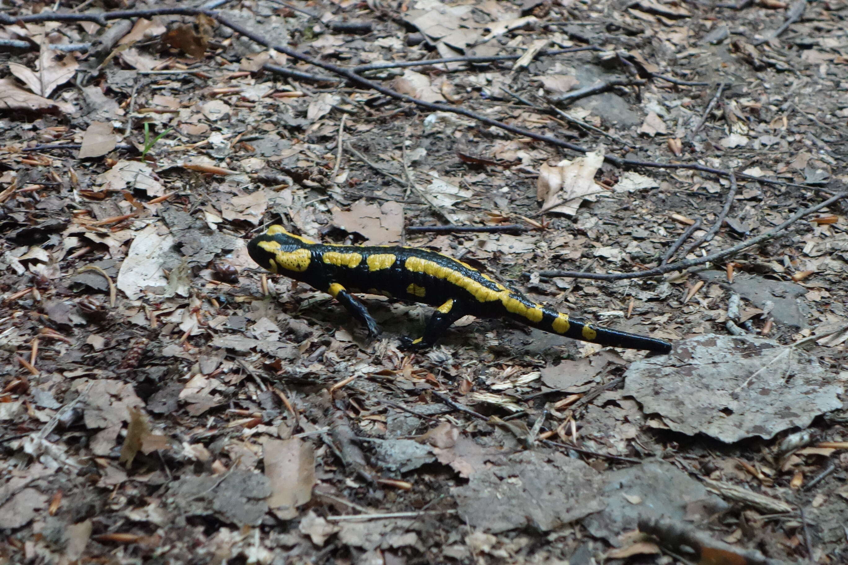 Image of Common Fire Salamander