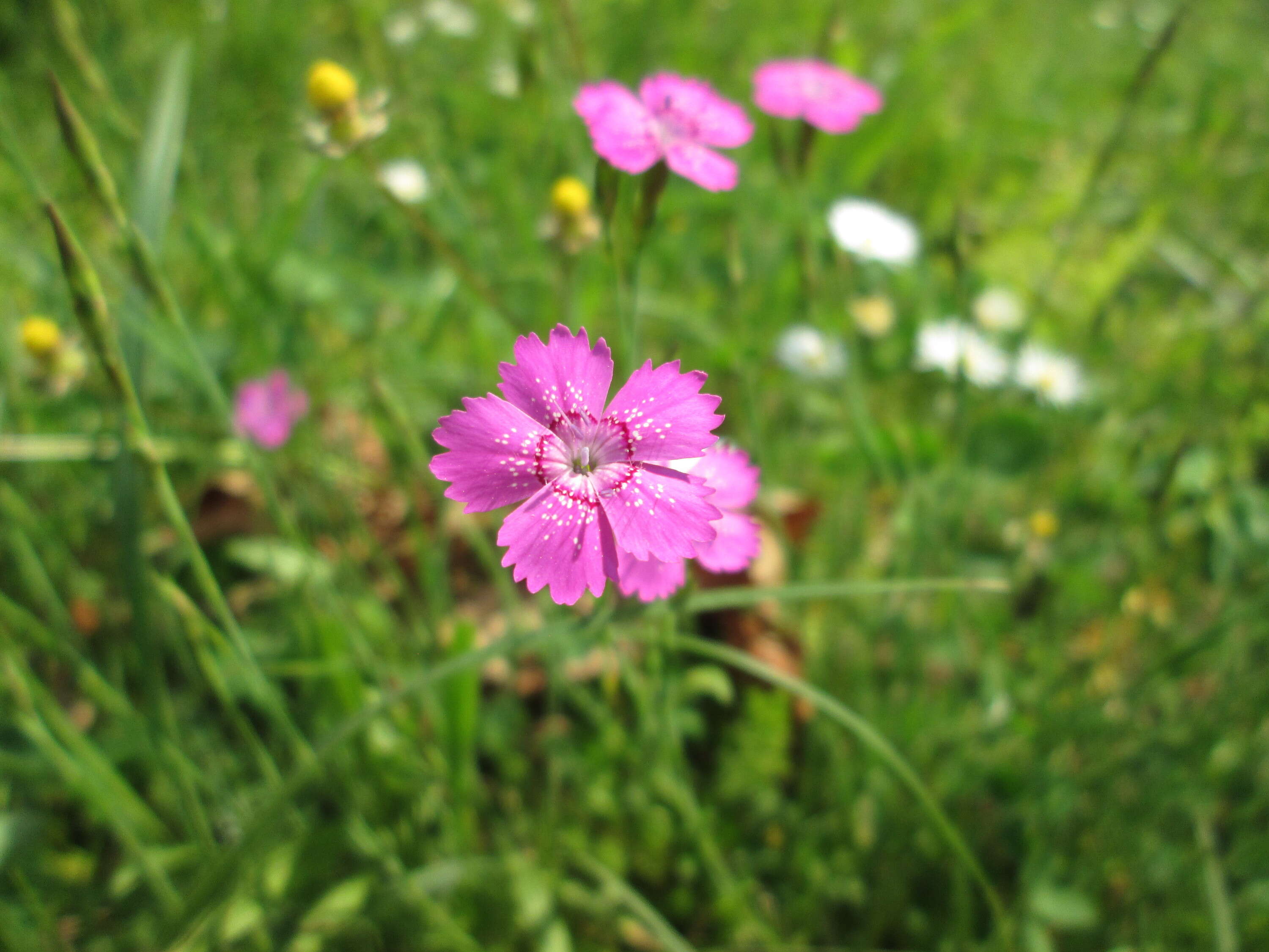 Image of maiden pink