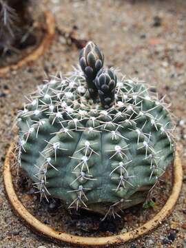 Слика од <i>Gymnocalycium quehlianum</i>